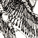 wings1